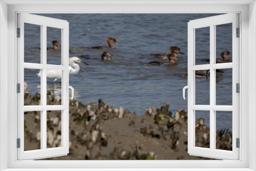 Fototapeta Naklejka Na Ścianę Okno 3D - Snowy Egrets at the shoreline