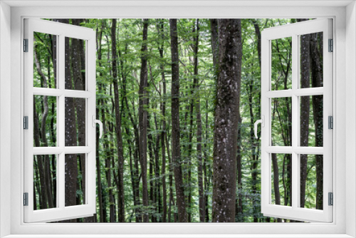 Fototapeta Naklejka Na Ścianę Okno 3D - Bäume