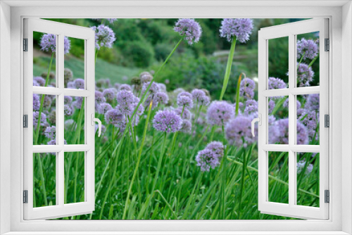 Fototapeta Naklejka Na Ścianę Okno 3D - wild onions bloom in Ukraine