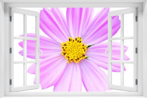 Fototapeta Naklejka Na Ścianę Okno 3D - Pink Cosmos flower isolated on white background.