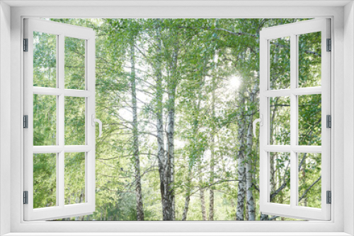 Fototapeta Naklejka Na Ścianę Okno 3D - Forest background in summer, view through the birches to the sky. The concept of allergy to birch pollen. High quality photo
