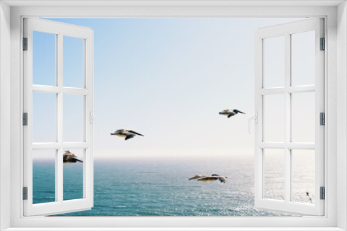 Fototapeta Naklejka Na Ścianę Okno 3D - pelican's flying
