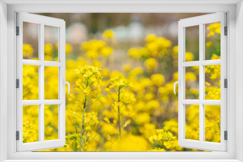 Fototapeta Naklejka Na Ścianę Okno 3D - Close view of the yellow blooming canola flowers during spring time.