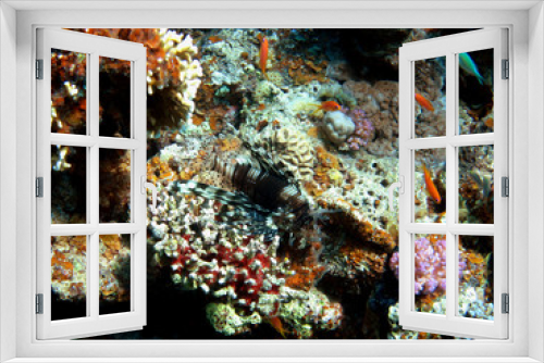 Fototapeta Naklejka Na Ścianę Okno 3D - feuerfisch bei korallen