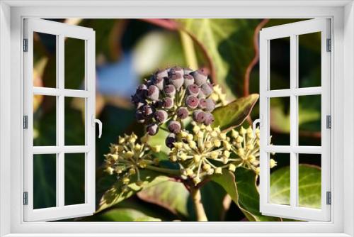Fototapeta Naklejka Na Ścianę Okno 3D - Purple ripe berries of common ivy. Ivy berries are somewhat poisonous to humans, but ivy extracts are part of current cough medicines. High quality photo