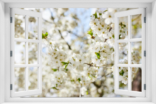 Fototapeta Naklejka Na Ścianę Okno 3D - Branches of blossoming cherry macro with soft focus on gentle light blue sky background in sunlight. Beautiful floral image of spring nature