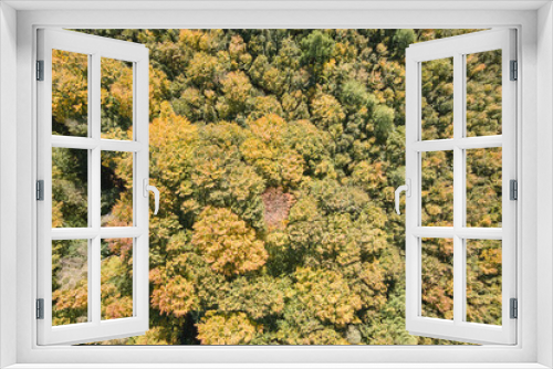 Fototapeta Naklejka Na Ścianę Okno 3D - Aerial view of lush forest with green and yellow trees canopies in autumn woods on sunny day