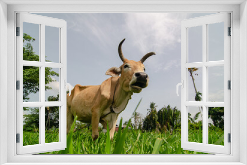 Fototapeta Naklejka Na Ścianę Okno 3D - Cows is stand at green field.