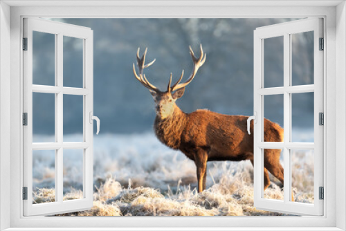 Fototapeta Naklejka Na Ścianę Okno 3D - Close up of a Red deer stag on a frosty winter day