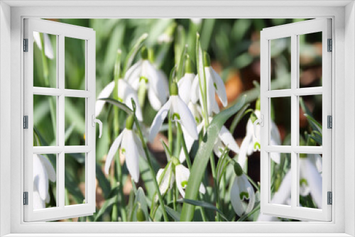 Fototapeta Naklejka Na Ścianę Okno 3D - Makro Close-up der Blüten des kleinen Schneeglöckchens (Galanthus nivalis)