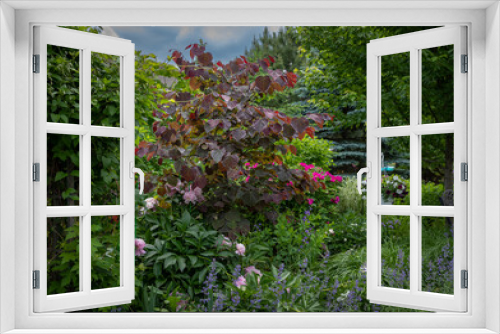 Fototapeta Naklejka Na Ścianę Okno 3D - Horizontal photo of a vivid reddish colored Forest pansy Eastern redbud With its purple-red heart shaped leaves is the focal point of this beautiful backyard. Pale Pink peonies nodding in the breeze. 