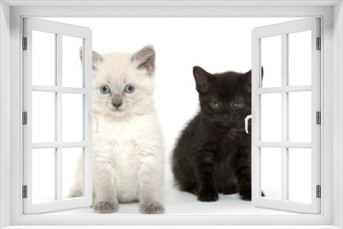 Fototapeta Naklejka Na Ścianę Okno 3D - Two cute kittens