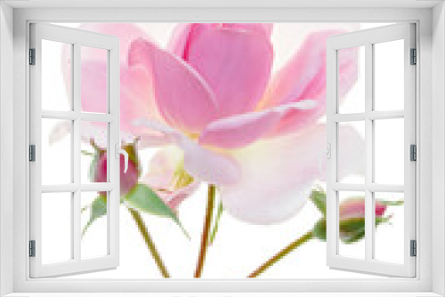 Fototapeta Naklejka Na Ścianę Okno 3D - Long-stemmed fresh pink rose with bud isolated on white