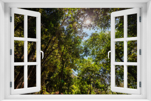 Fototapeta Naklejka Na Ścianę Okno 3D - sun shining through a tree