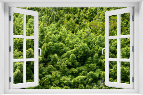Fototapeta Naklejka Na Ścianę Okno 3D - Tree forest background. Green leaves background. Leaf background texture. Greenery backdrop.