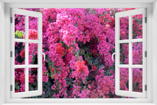 Fototapeta Naklejka Na Ścianę Okno 3D - Flowers of bougainvillea in a garden