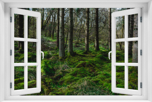 Fototapeta Naklejka Na Ścianę Okno 3D - Lush forest floor