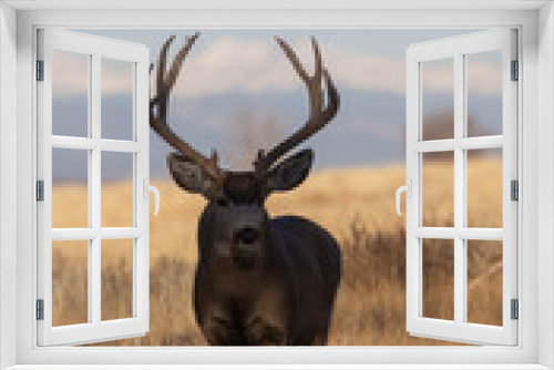 Fototapeta Naklejka Na Ścianę Okno 3D - Buck Mule Deer During the Rut in Colorado in Fall