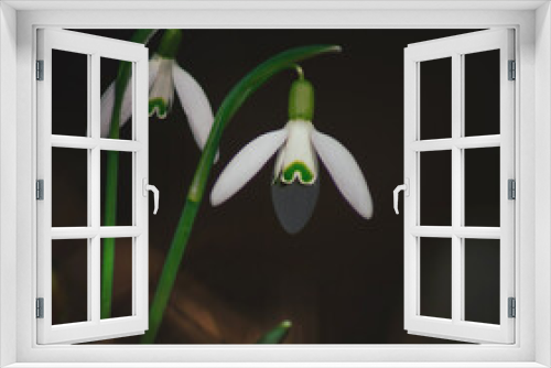 Fototapeta Naklejka Na Ścianę Okno 3D - Schneeglöckchen im Abendlicht