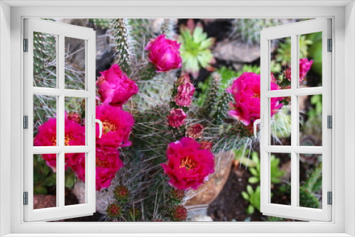 Fototapeta Naklejka Na Ścianę Okno 3D - Opuntia erinacea var. utahensis OPUNCJA CIERNISTA kwiat różowy cactus