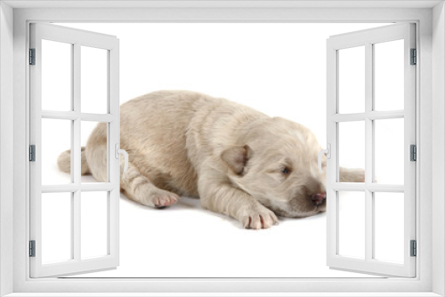 Fototapeta Naklejka Na Ścianę Okno 3D - gold retriver dog (baby)