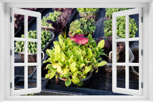 Fototapeta Naklejka Na Ścianę Okno 3D - microgreens growing  organic bio gardening