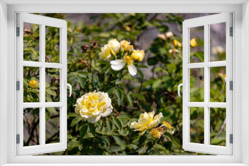 Fototapeta Naklejka Na Ścianę Okno 3D - old fashioned yellow rose bush growing