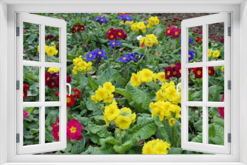 Fototapeta Naklejka Na Ścianę Okno 3D - Beautiful mix of colourful Primroses in flowerbed in spring