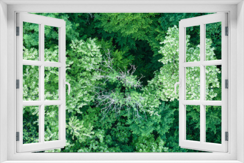 Fototapeta Naklejka Na Ścianę Okno 3D - Top down flat aerial view of dark lush forest with blooming green trees canopies in spring