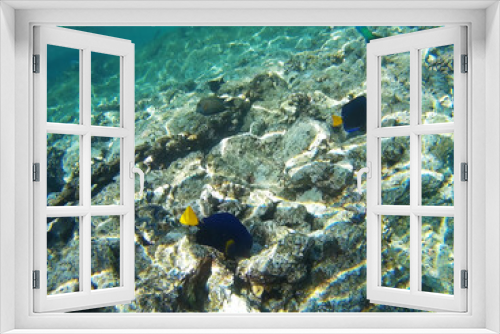 Fototapeta Naklejka Na Ścianę Okno 3D - Beautiful colorful coral reef with tropical fish in Sharks Bay, Sharm El Sheikh, South Sinai Governorate, Egypt, North Africa. Underwater world of the Red Sea.
