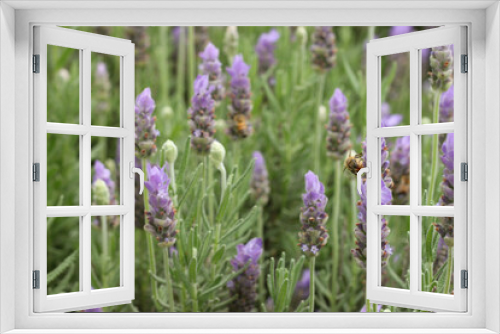 Fototapeta Naklejka Na Ścianę Okno 3D - Bees in lavender bed in Zambia, insect pollination 