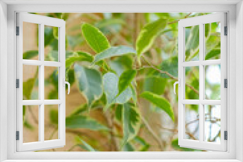 Fototapeta Naklejka Na Ścianę Okno 3D - Bright green ficus botanical background. Potted indoor houseplants on the windowsill. Flower diseases. Aging and wilting, treatment. Houseplant care. Gardening and floristry as a hobby, business. 