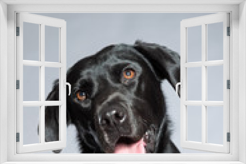 Fototapeta Naklejka Na Ścianę Okno 3D - Young black labrador retriever dog. Studio shot.