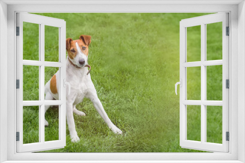 Fototapeta Naklejka Na Ścianę Okno 3D - Smooth fox terrier sitting in a grass