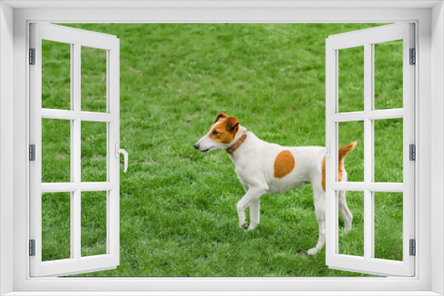 Fototapeta Naklejka Na Ścianę Okno 3D - Smooth fox terrier sitting in a grass