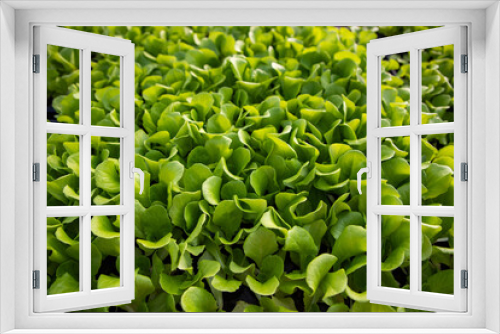 Fototapeta Naklejka Na Ścianę Okno 3D -  seedlings growing in spring organic bio gardening