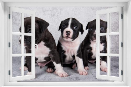 Fototapeta Naklejka Na Ścianę Okno 3D - Black and white American Staffordshire Terrier dogs or AmStaff puppies on gray background