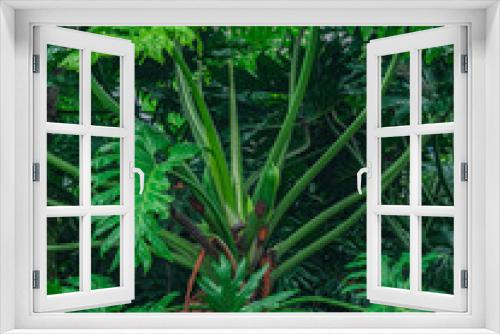 Fototapeta Naklejka Na Ścianę Okno 3D - Philodendron in rain forest. Huge tropical plant liana