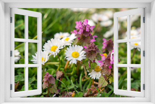 Fototapeta Naklejka Na Ścianę Okno 3D - a beautiful daisy in close-up in springtime