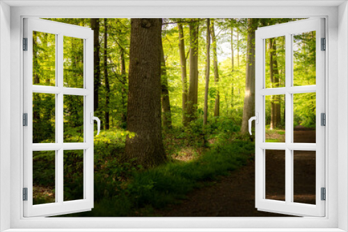 Fototapeta Naklejka Na Ścianę Okno 3D - Waldbilder