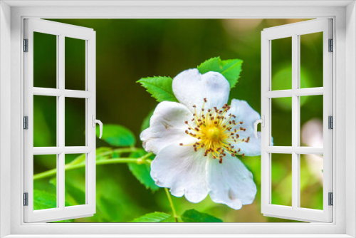 Fototapeta Naklejka Na Ścianę Okno 3D - Weisse Blume
