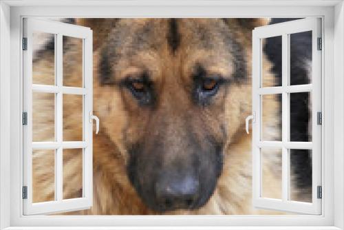 Fototapeta Naklejka Na Ścianę Okno 3D - German Shepherd Portrait