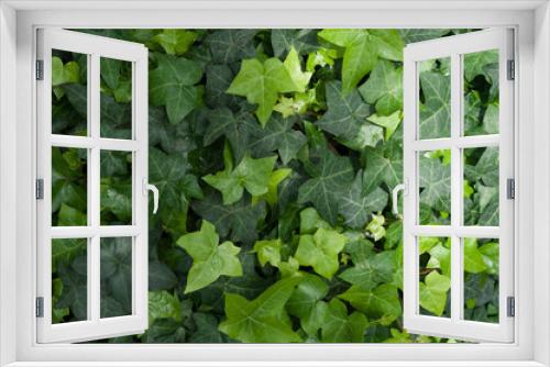Fototapeta Naklejka Na Ścianę Okno 3D - green leaves background (ivy)