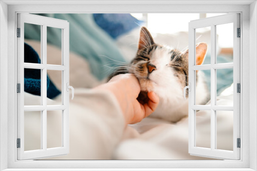 Fototapeta Naklejka Na Ścianę Okno 3D - A cat gets their chin pet while cuddled up in bed