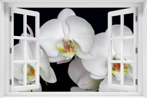 Fototapeta Naklejka Na Ścianę Okno 3D - elegant white orchid flowers, Orchidaceae, phalaenopsis