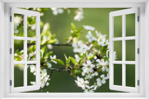 Fototapeta Naklejka Na Ścianę Okno 3D - A photo of some very beautiful, little white flowers