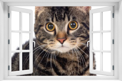 Fototapeta Naklejka Na Ścianę Okno 3D - Serious brown cat