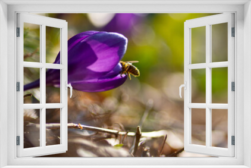 Fototapeta Naklejka Na Ścianę Okno 3D - Krokusy i pszczoła zbierająca pyłek