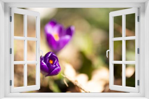 Fototapeta Naklejka Na Ścianę Okno 3D - Fioletowe krokusy w słońcu