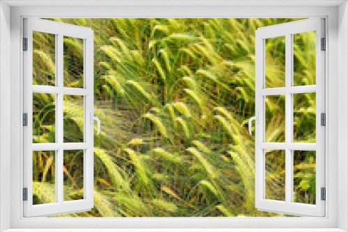 Fototapeta Naklejka Na Ścianę Okno 3D - Green ears of wheat against cloudy sky.